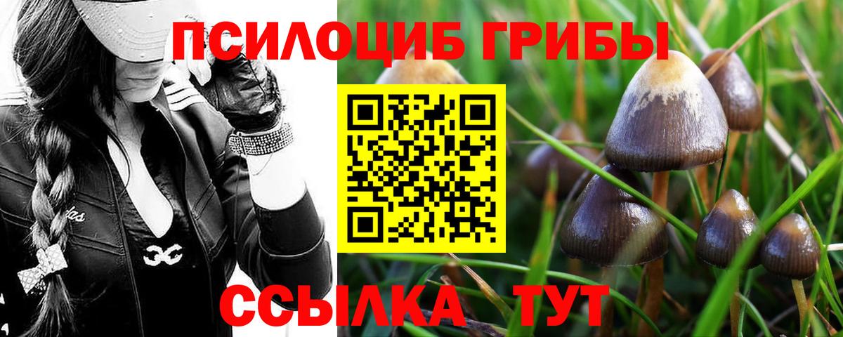 Псилоцибиновые грибы Psilocybe Торжок